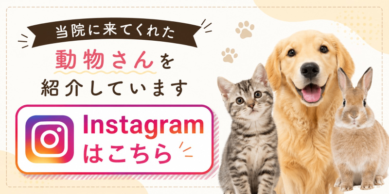 Instagramはこちら